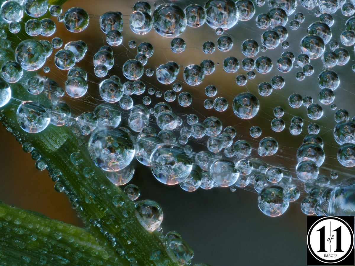 Dew Drops in Spider Web (4) - 11"x14" print in 16"x20" double mat