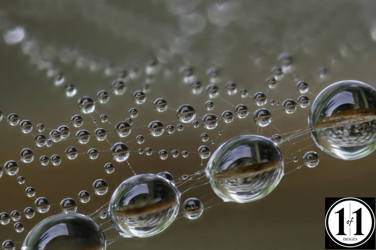 Dew Drops in Spider Web (3) - 8"x12" print in 12"x16" single mat