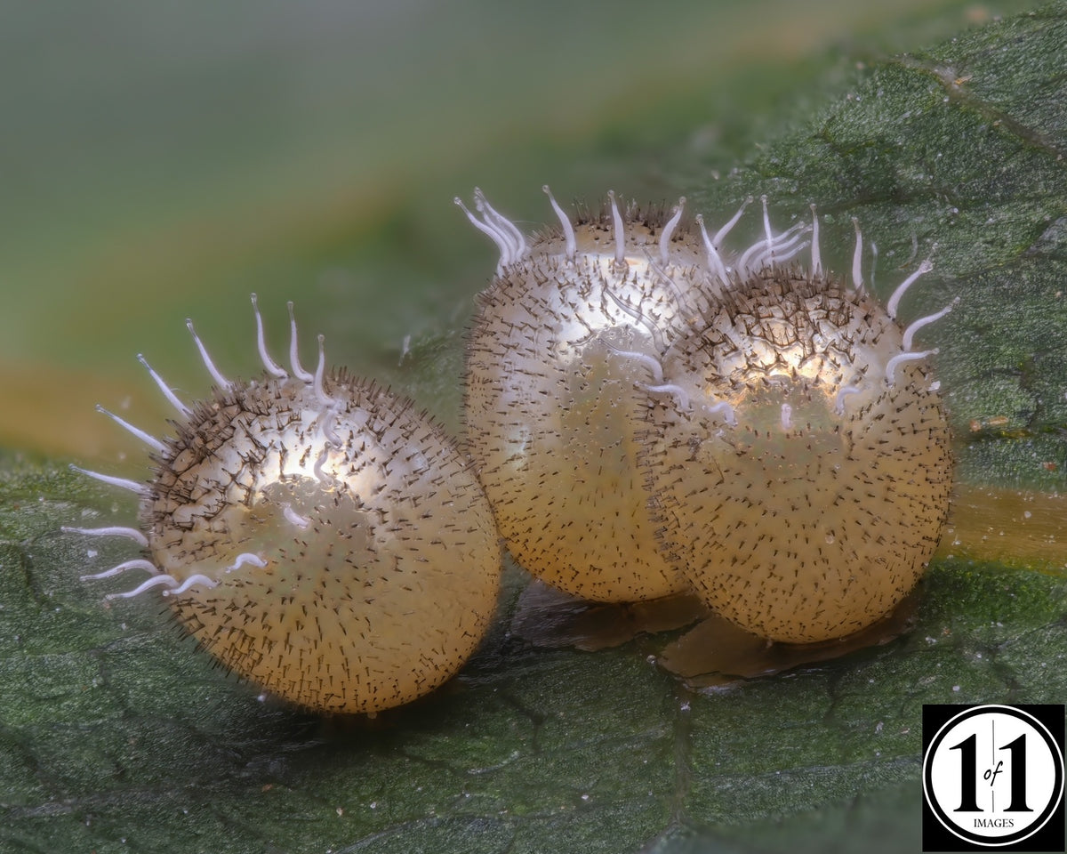 Stinkbug Eggs (3) - 8"x10" in 11"x14" double mat