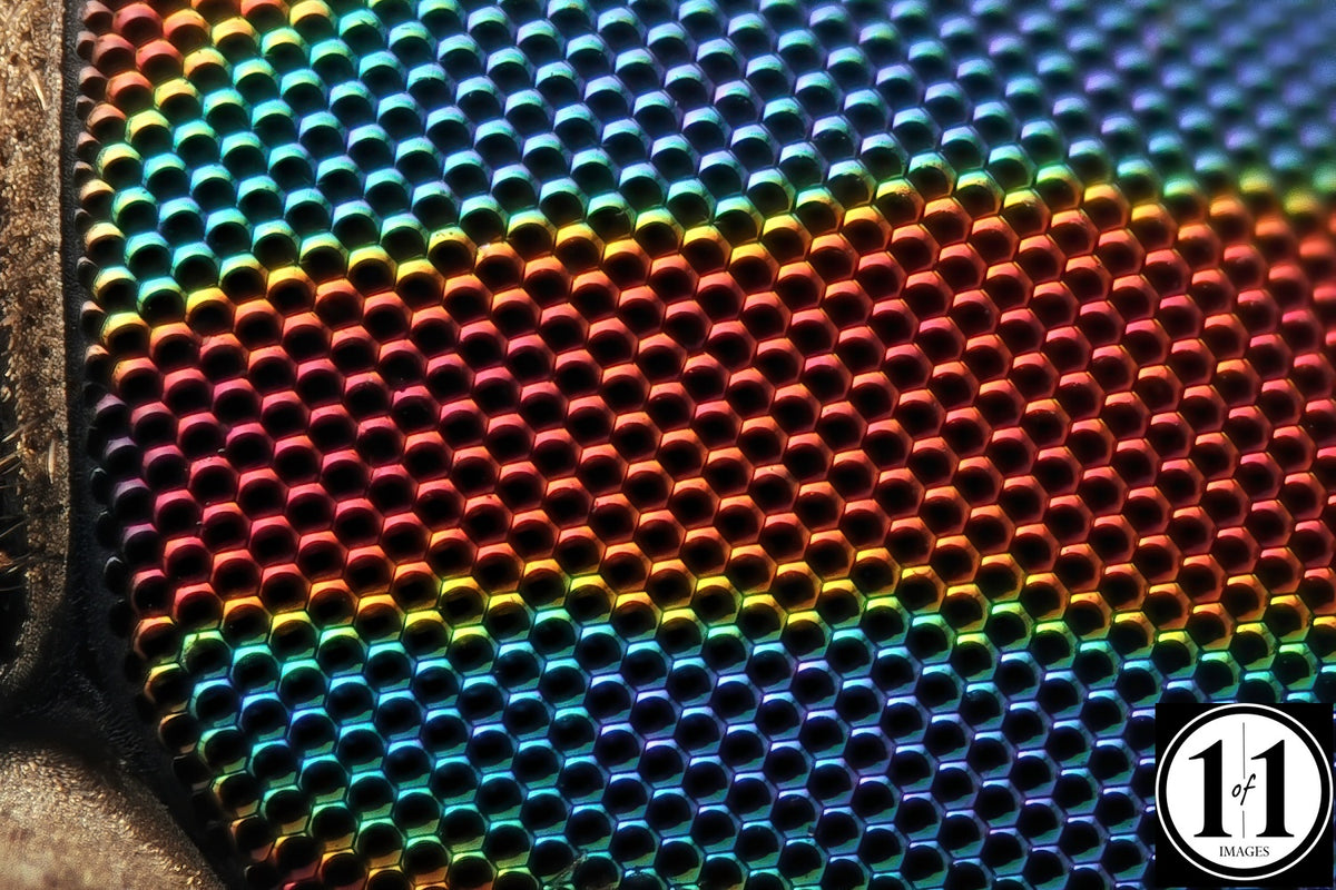 Horsefly Eye - 8"x12" print in 12"x16" single mat