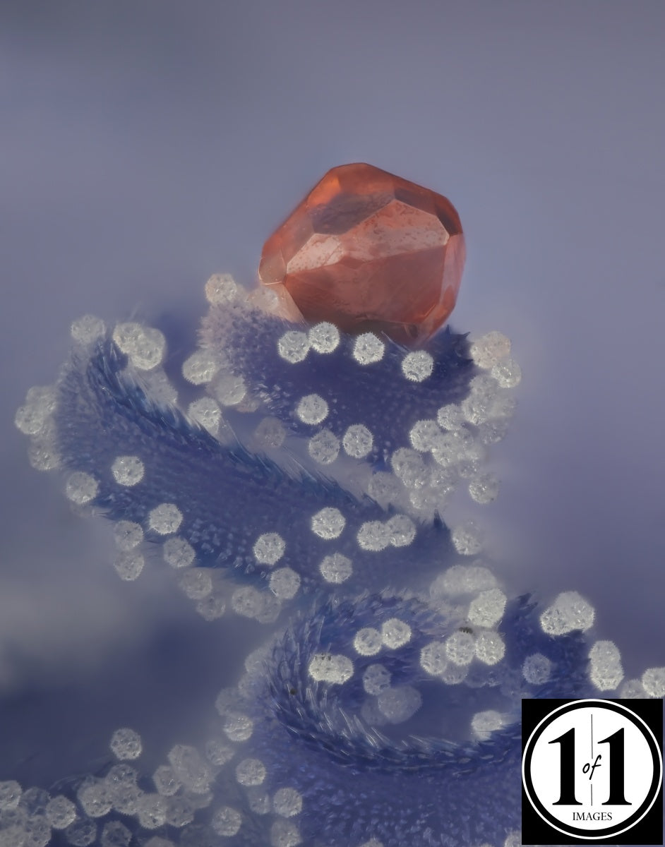 Sand Garnet on stamen of Chickory bloom