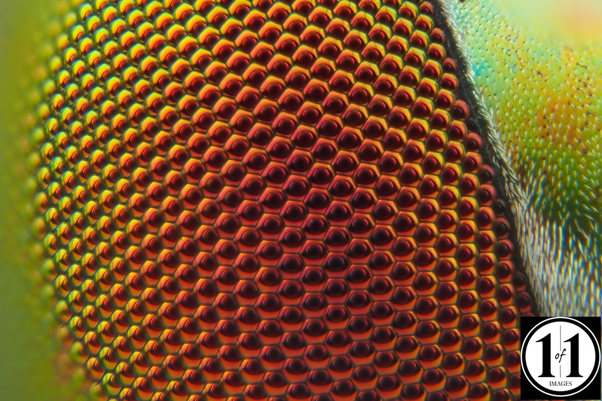 Long Legged Green Fly Eye - 8"x12" print in 12"x16" single mat