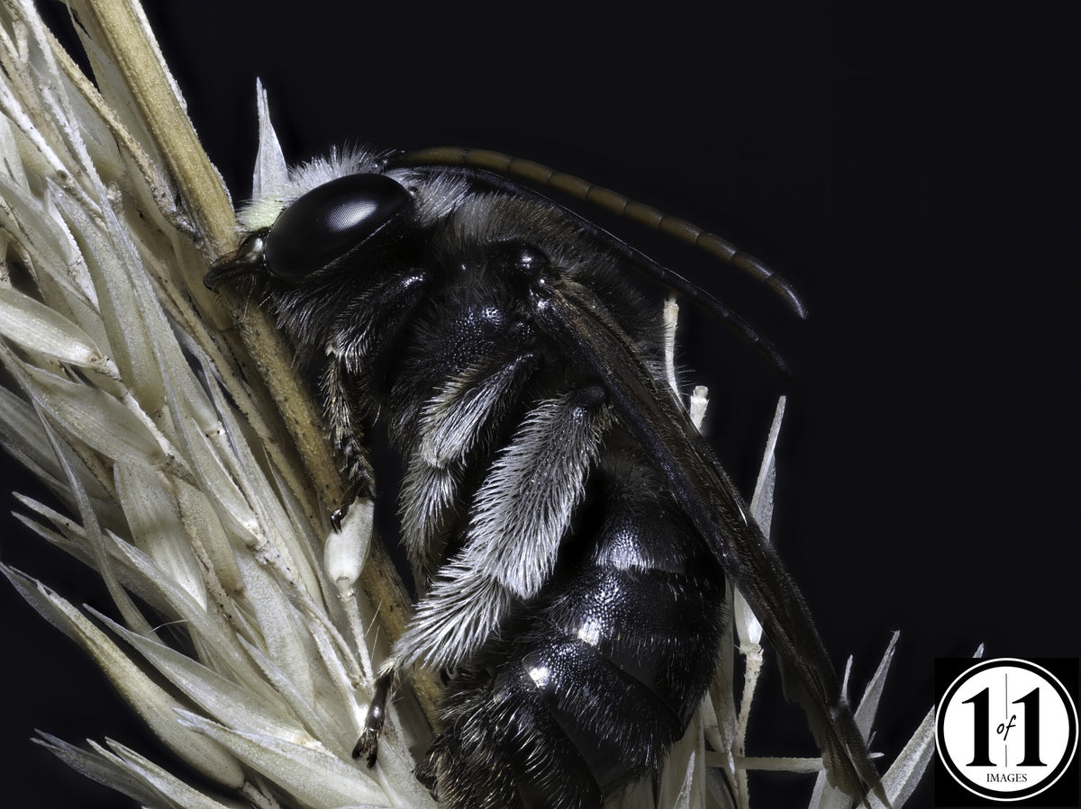 Leaf Cutter Bee - 8"x10" in 11"x14" double mat