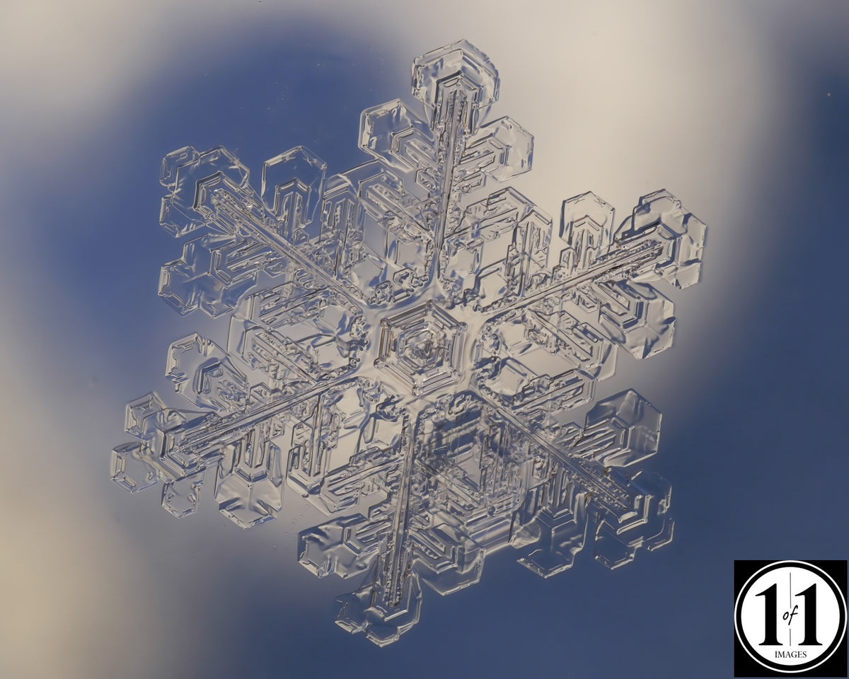 (#10) Snowflake 8"x10" Print in 11"x14" double mat