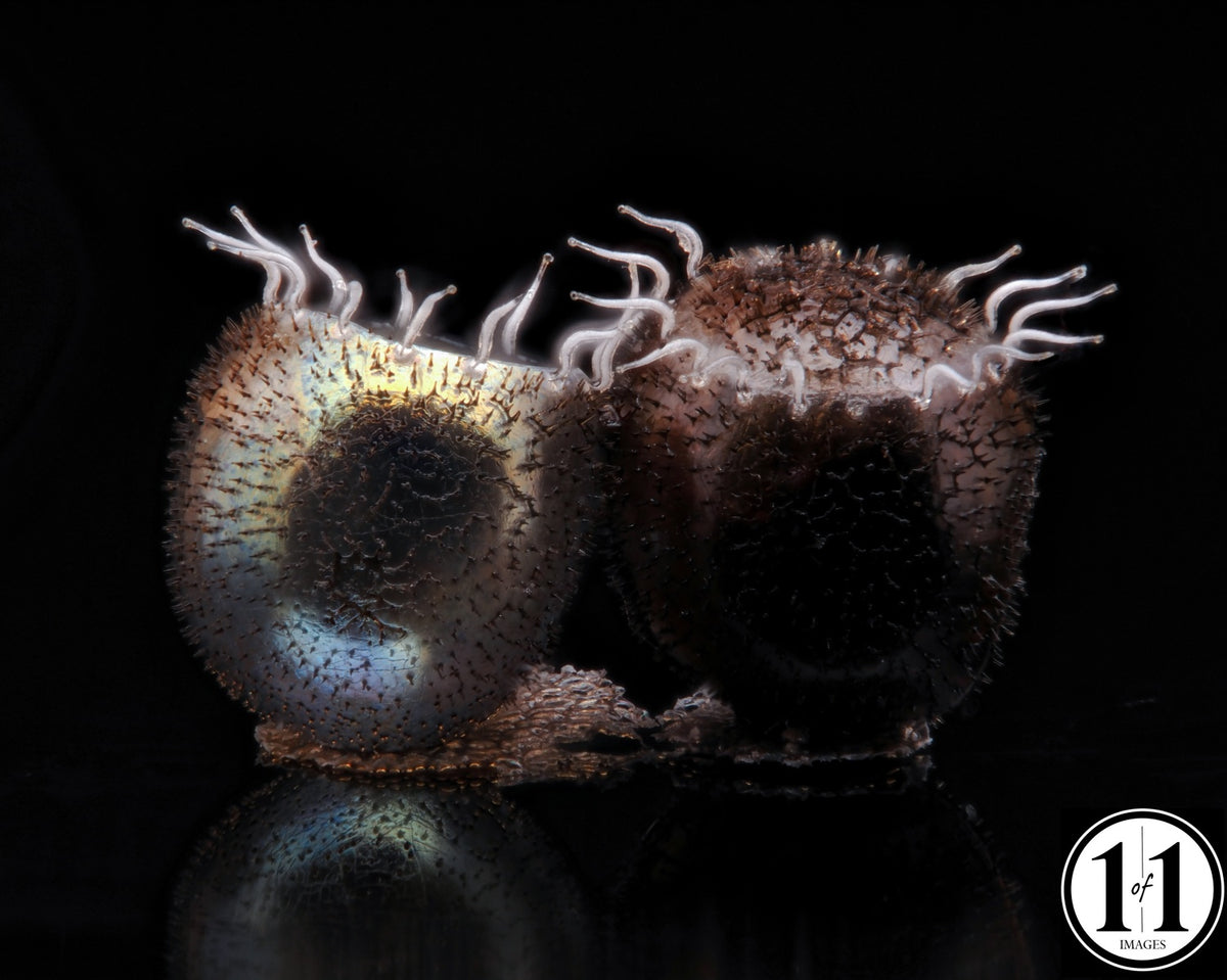 Stinkbug eggs 8"x10" in 11"x14" double mat