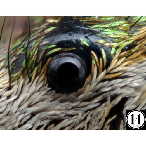 paraphidippus_aurantius_hr-2_459668021