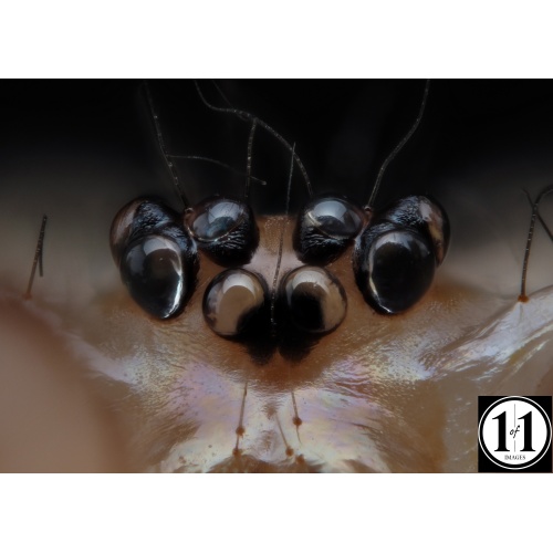 spider_eyes_crazy_1_of_1_1379775463