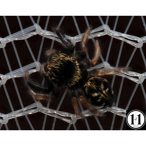 spider_on_net
